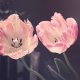 Zwei rosafarbene Tulpen